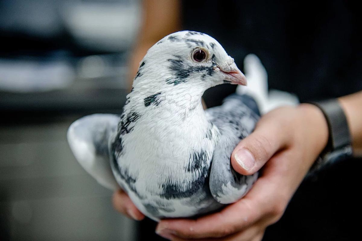 Las palomas también sueñan mientras duermen. Las palomas también sueñan mientras duermen.