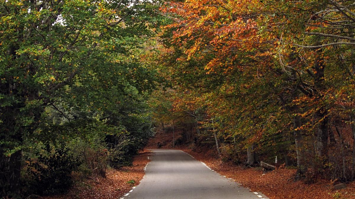 Bosque en el Montseny. Bosque en el Montseny.