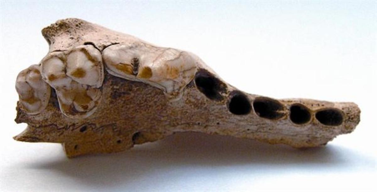 La mandíbula canina encontrada en la gruta de Kesslerloch, en el norte de Suiza.