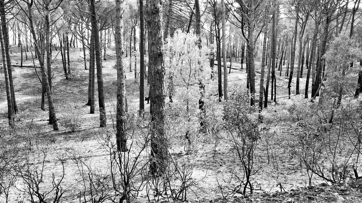 Una foto en blanco y negro del incendio en el Parc Natural del Montgrí en el verano del 2021. Una foto en blanco y negro del incendio en el Parc Natural del Montgrí en el verano del 2021.