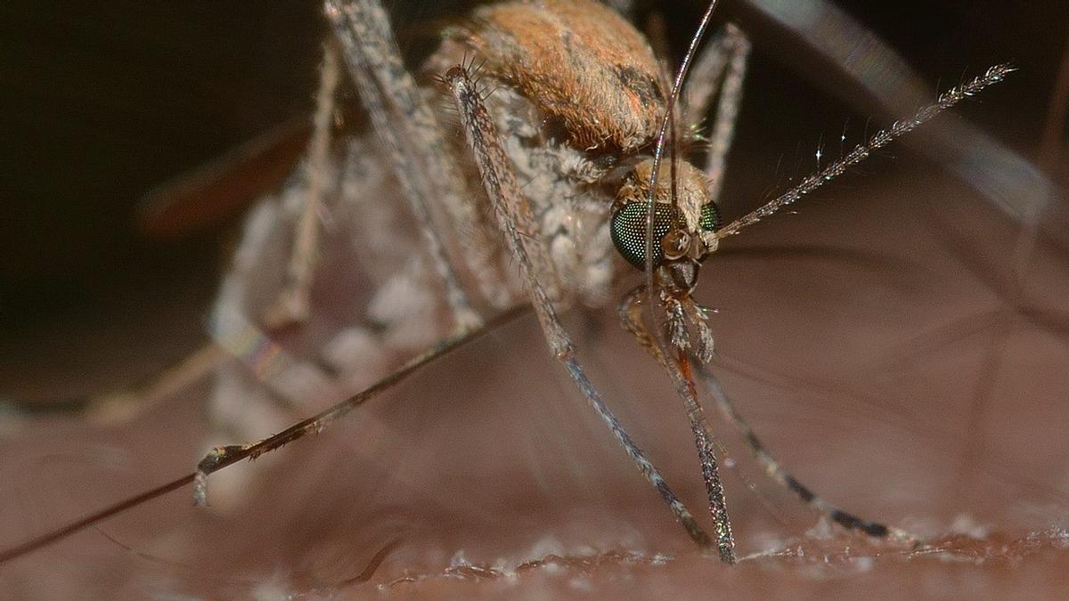 ¿Cómo evitar las picaduras de los mosquitos en verano? La clave está en nuestro jabón