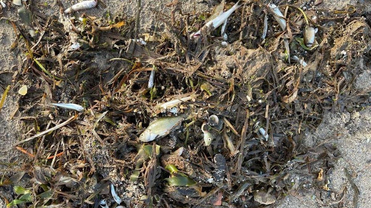 Peces muertos en el Mar Menor. Peces muertos en el Mar Menor.