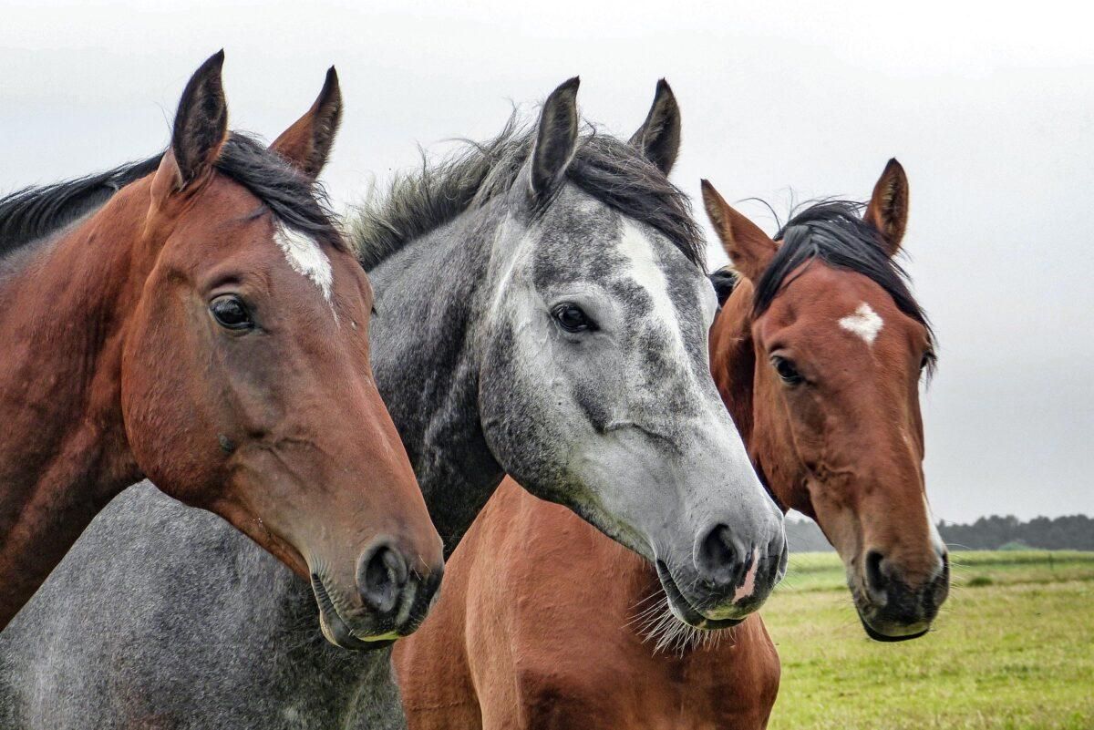 ¿De dónde viene el caballo? Los científicos descubren su origen ¿De dónde viene el caballo? Los científicos descubren su origen