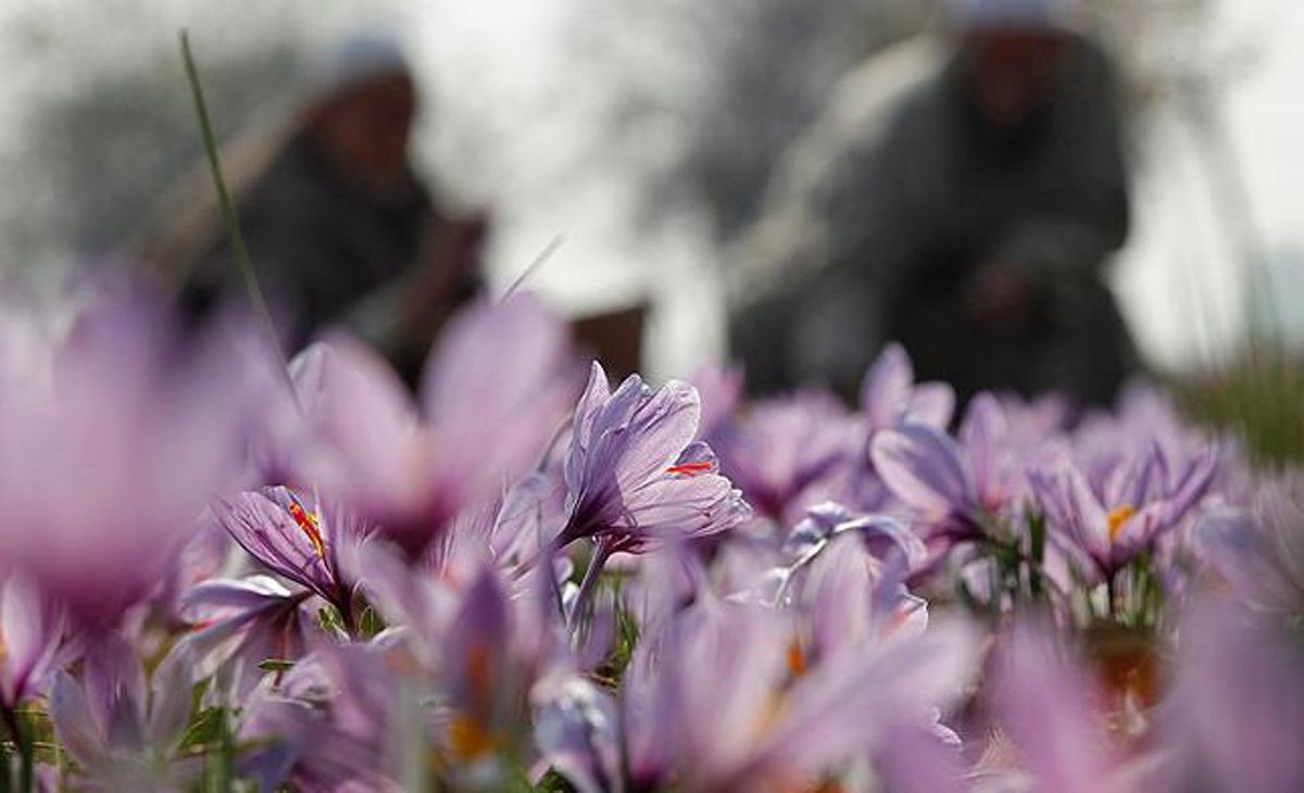 Habitantes de Cachemira recogen flores de azafrán en un campo en la localidad de Pampore. Habitantes de Cachemira recogen flores de azafrán en un campo en la localidad de Pampore.