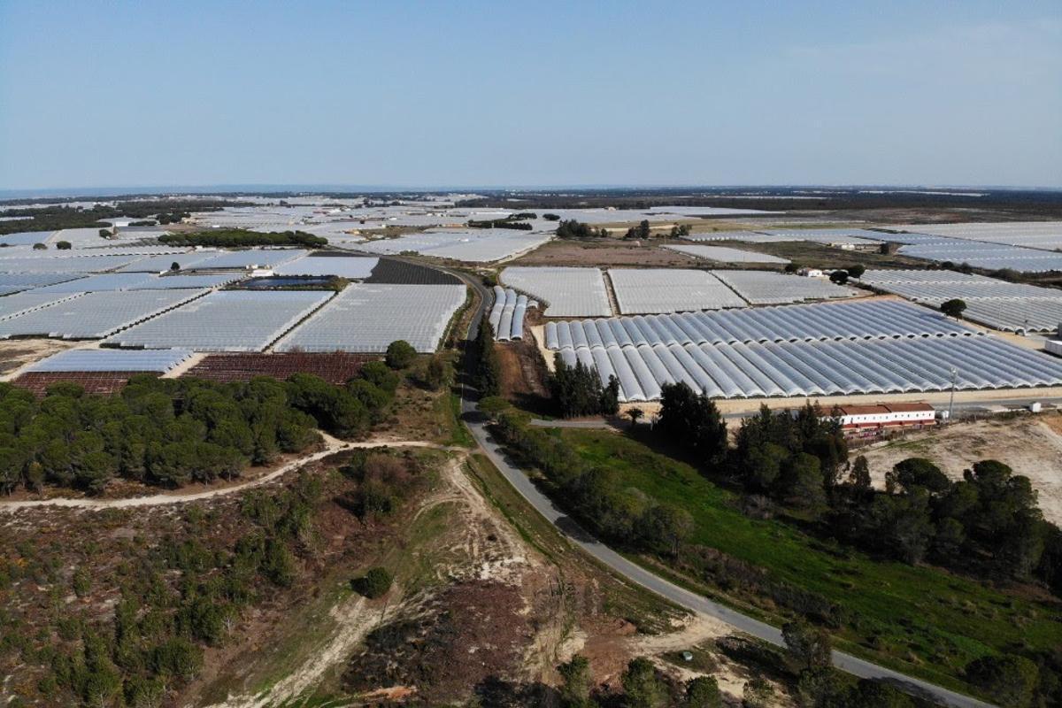 Vista área de una finca de regadios en Doñana, en una imagen de archivo. Vista área de una finca de regadios en Doñana, en una imagen de archivo.