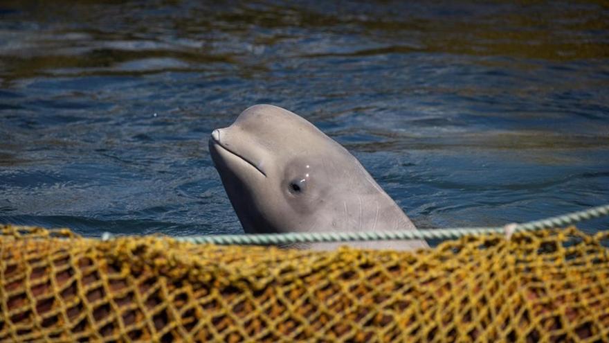 Rusia Libera 100 Ballenas Capturadas Para Ser Vendidas En China