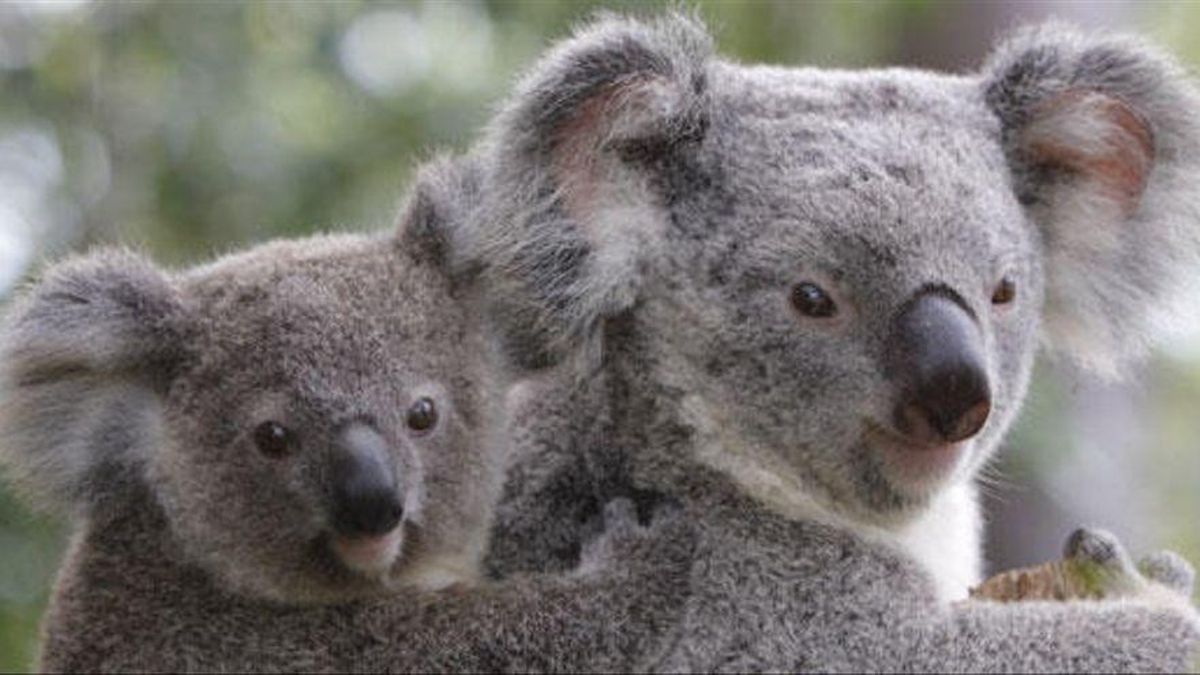 Dos koalas, en un bosque australiano. Dos koalas, en un bosque australiano.