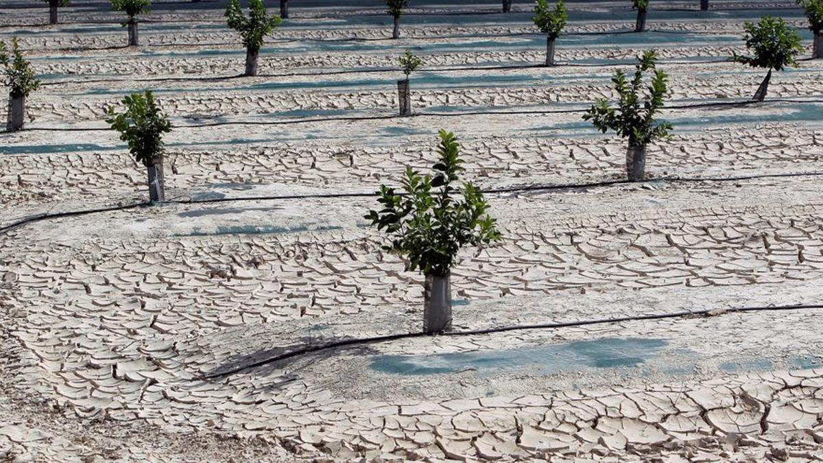 El aumento de las sequías triplica las pérdidas agrícolas en Europa