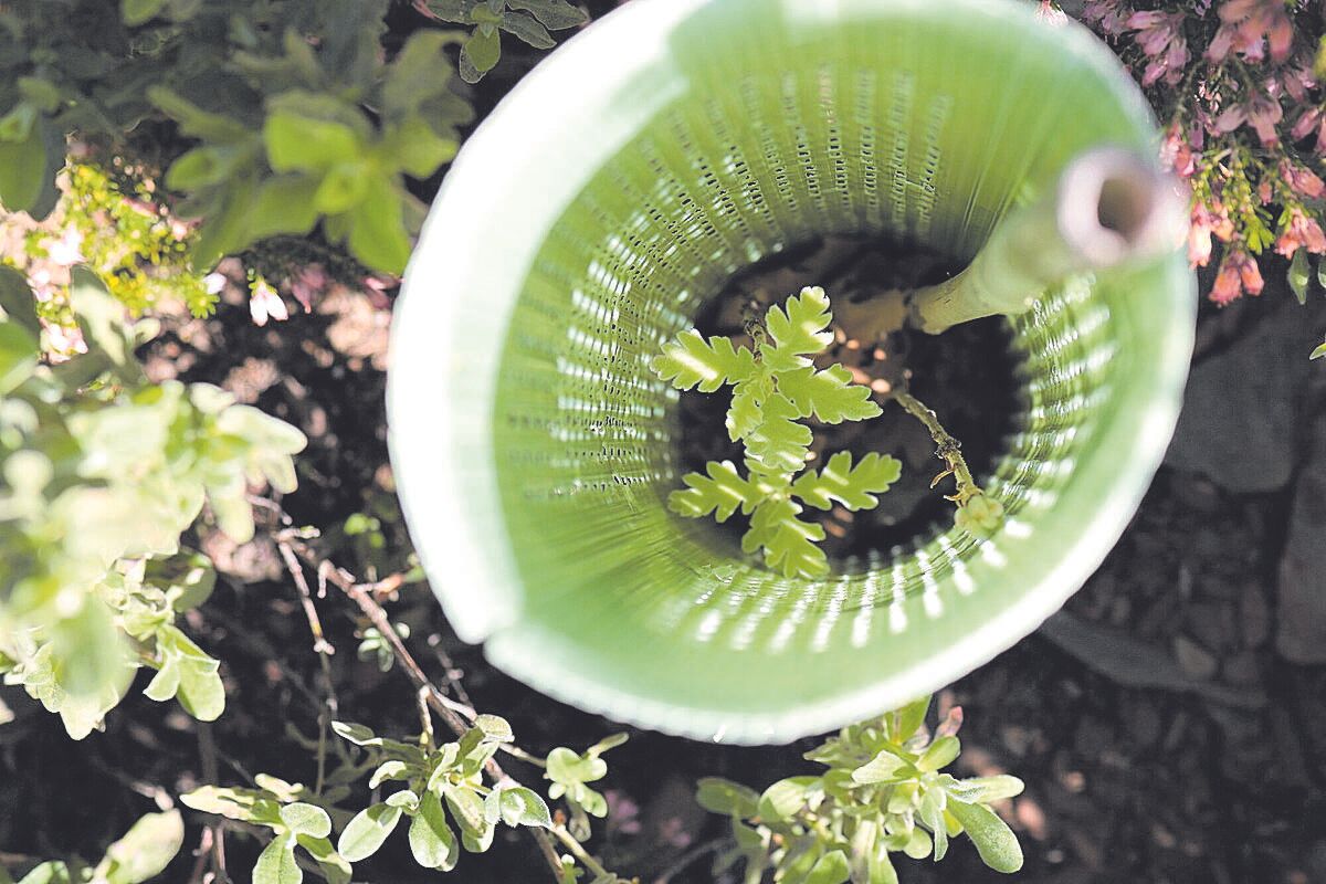 Por cada árbol plantado, una bocanada de aire - Vimarsana News
