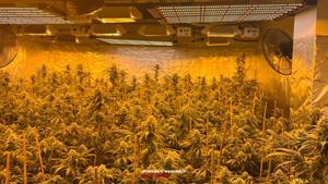 En el interior de la nave los Mossos encontraron más de 1.200 plantas de marihuana
