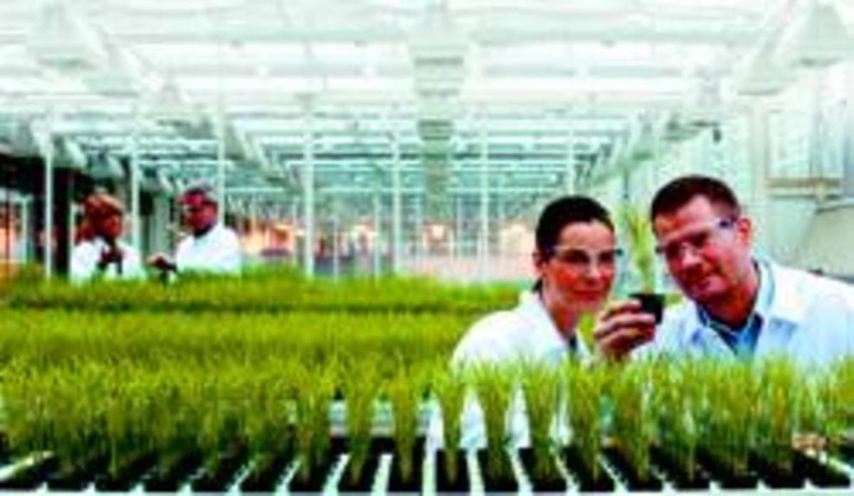 Científicos de Bayer Crop Science, con una planta de arroz.