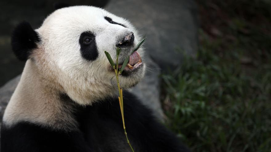 La Xina celebra la salut de l'os panda, el seu gran ambaixador - Vimarsana News
