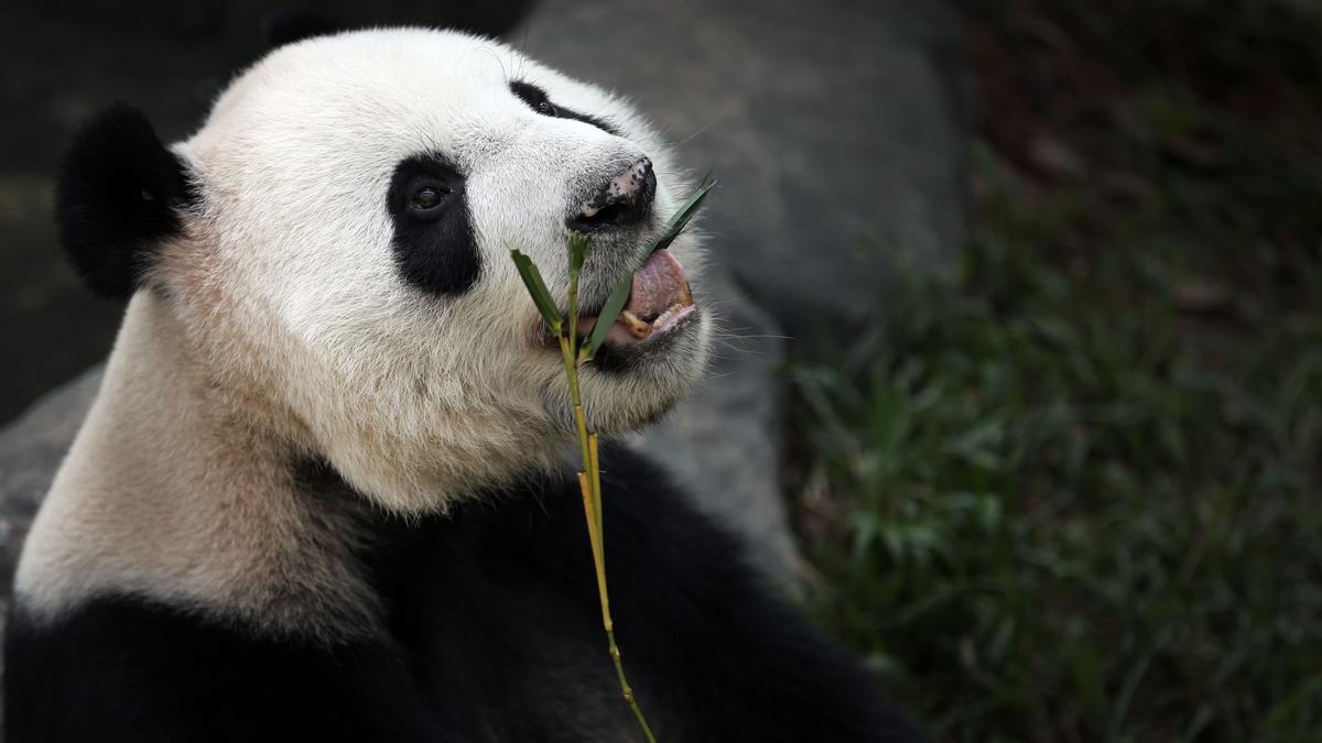 Un ejemplar de oso panda criado en cautividad