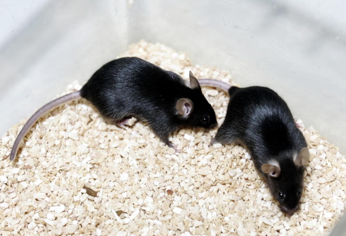 Los ratones podrían ser el origen de la variante ómicron
