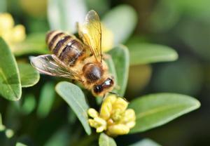 Bruselas alerta de que hay especies de abejas, avispas y mariposas "al borde de la extinción"