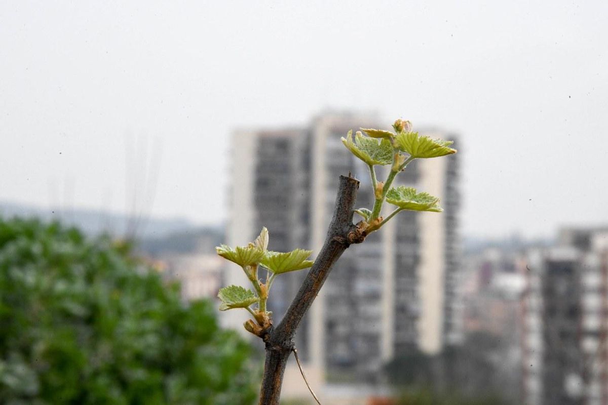 Una de las cepas que se han plantado en los huertos municipales Una de las cepas que se han plantado en los huertos municipales