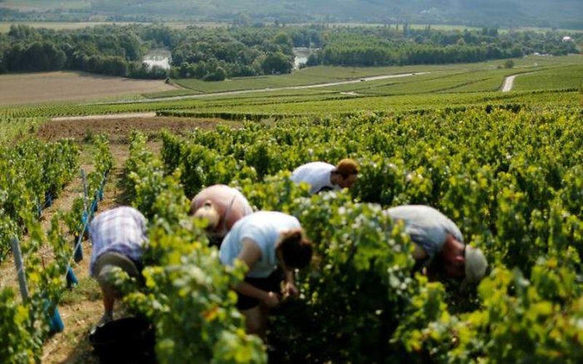 Trabajadores en un viñedo francés.