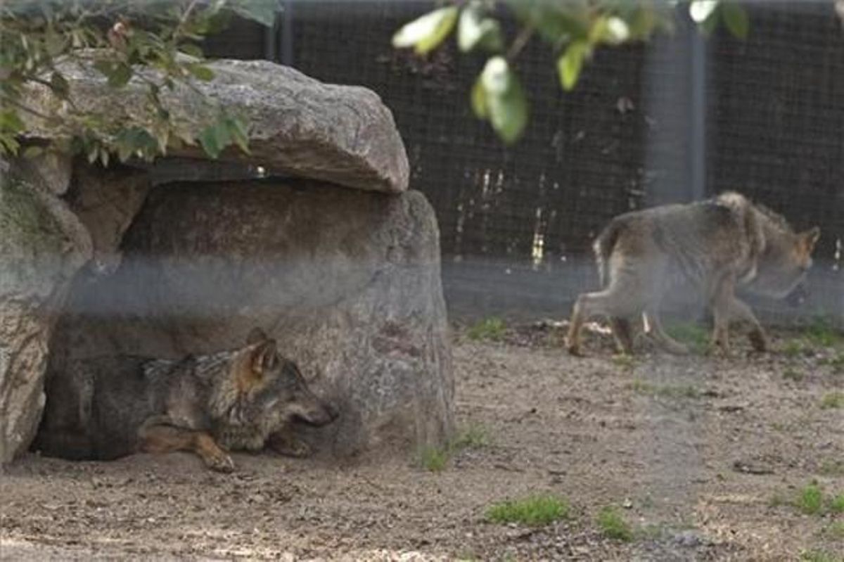 Dos de las hijas de Penélope, el miércoles, en la zona reservada a las lobas que ayer quedó vacía. Dos de las hijas de Penélope, el miércoles, en la zona reservada a las lobas que ayer quedó vacía.