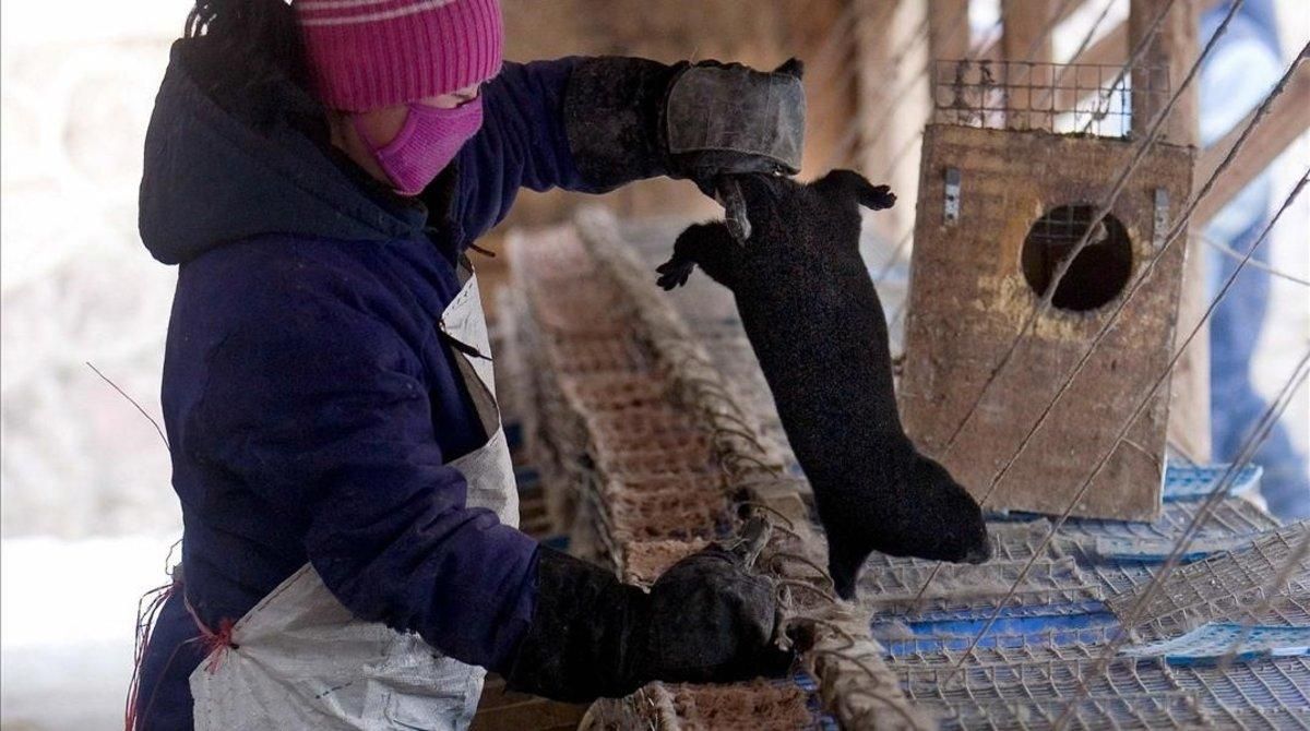Un trabajador saca un visón negro en una granja situada en la ciudad china de Changchun. Un trabajador saca un visón negro en una granja situada en la ciudad china de Changchun.