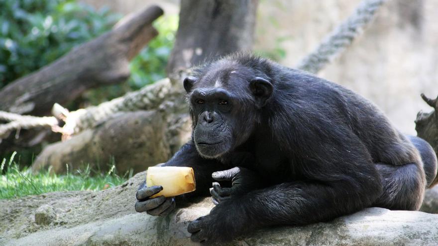 Chimpancés aprenden el uso de herramientas y comparten ...