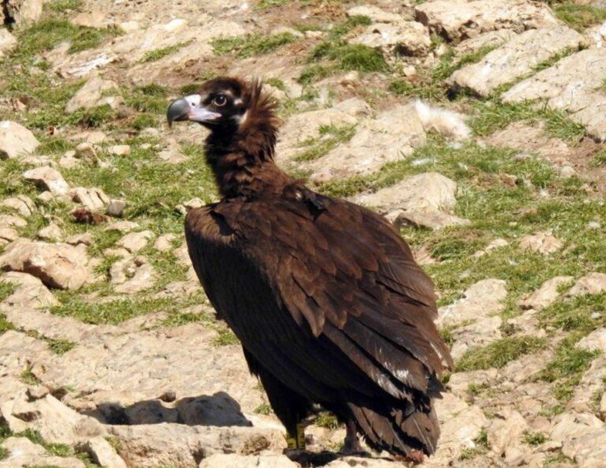 El buitre negro vuelve a criar en Aragón tras más de un siglo El buitre negro vuelve a criar en Aragón tras más de un siglo