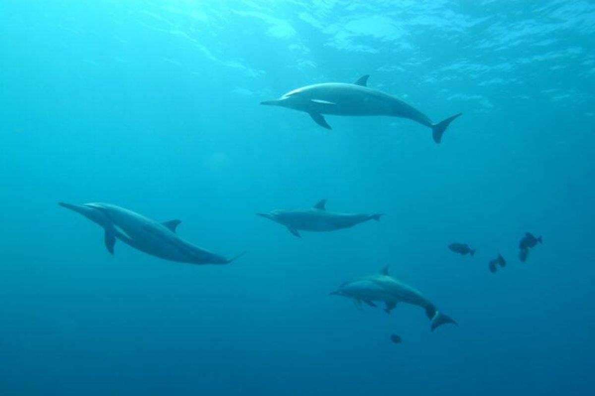 Los delfines se aprenden los ‘nombres’ de sus amigos para formar grupos de cooperación Los delfines se aprenden los ‘nombres’ de sus amigos para formar grupos de cooperación