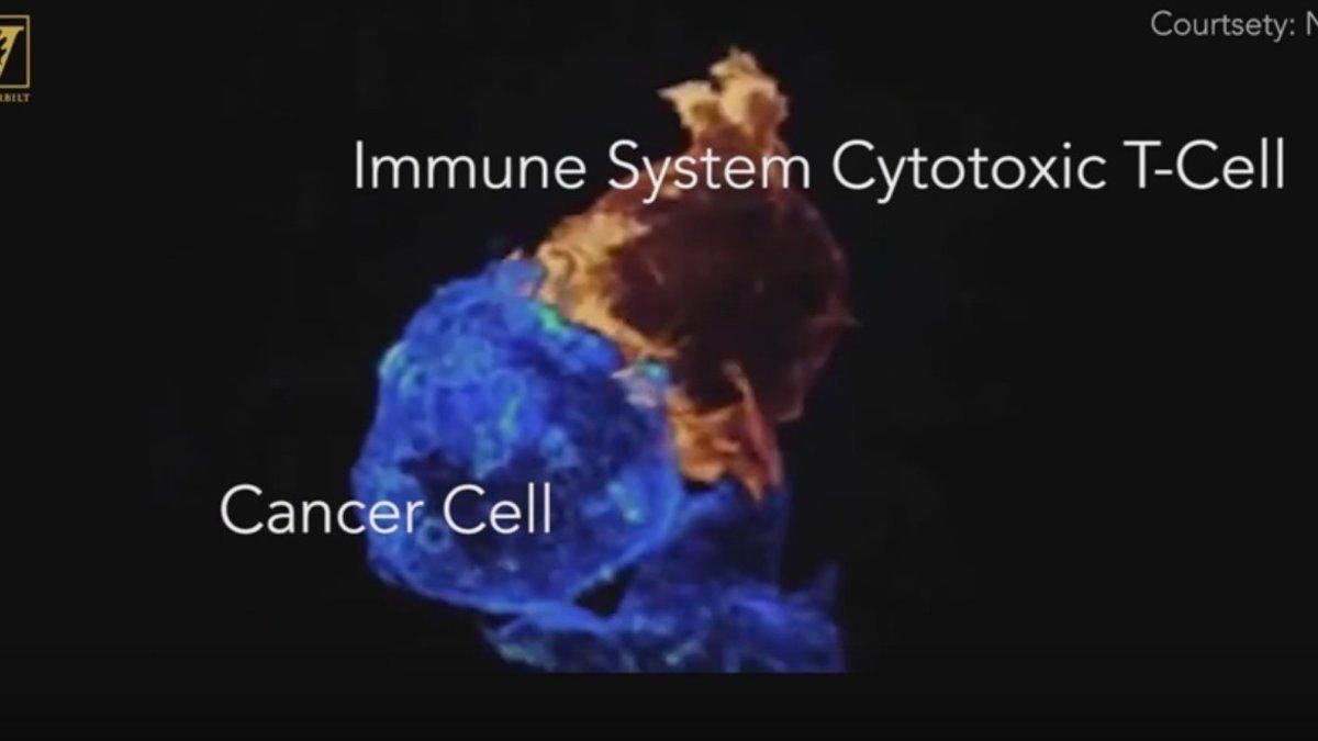 Científicos crean una nanopartícula que actúa como caballo de Troya contra las células tumorales Científicos crean una nanopartícula que actúa como caballo de Troya contra las células tumorales