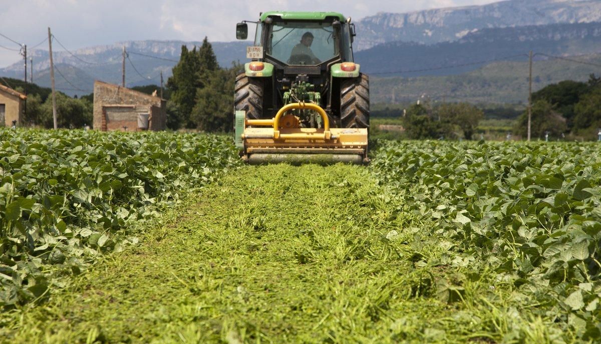 Trituración de cultivos de judía verde en Montroig del Camp que destruyen, por falta de demanda europea. Trituración de cultivos de judía verde en Montroig del Camp que destruyen, por falta de demanda europea.