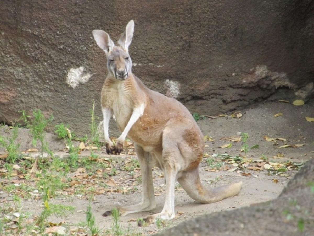 Permanecer de pié recurso aprender Un canguro mata al hombre que lo tenía como mascota en Australia
