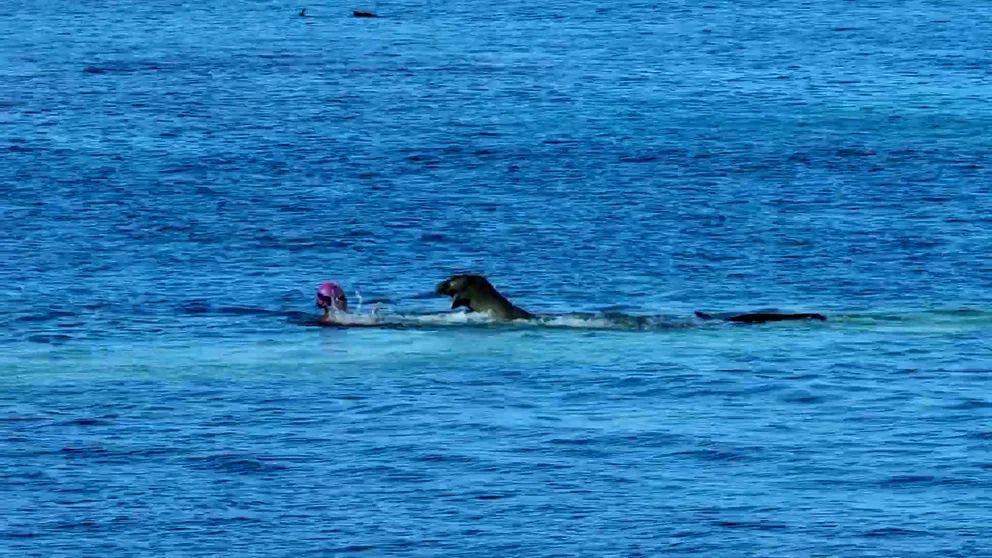 This is the moment a seal attacks a beachgoer in Hawaii
