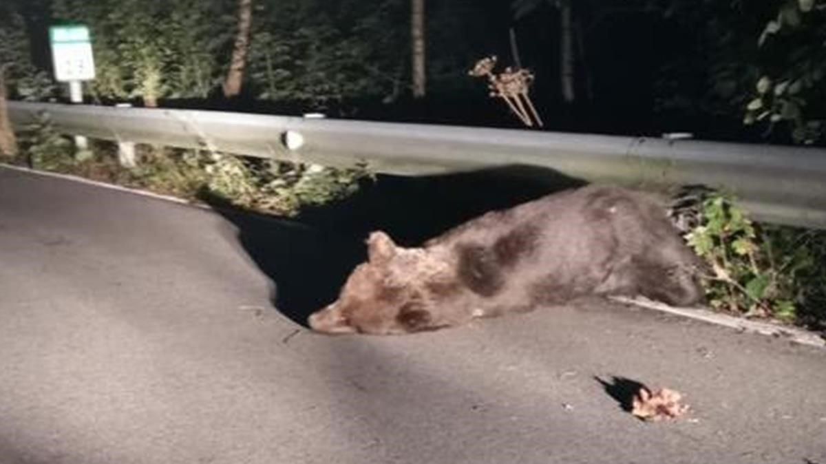 Santiaguín resultó herido tras ser atropellado en una carretera de Asturias. Santiaguín resultó herido tras ser atropellado en una carretera de Asturias.
