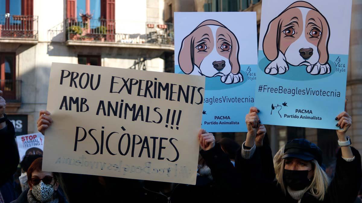 Protesta en Barcelona para pedir la suspensión del experimento con Vivotecnia y la liberación de cachorros de ’beagle’.