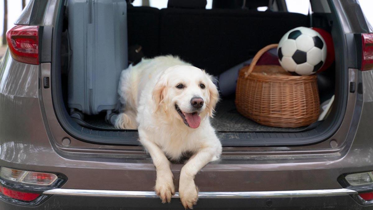 Un perro en el maletero de un coche.