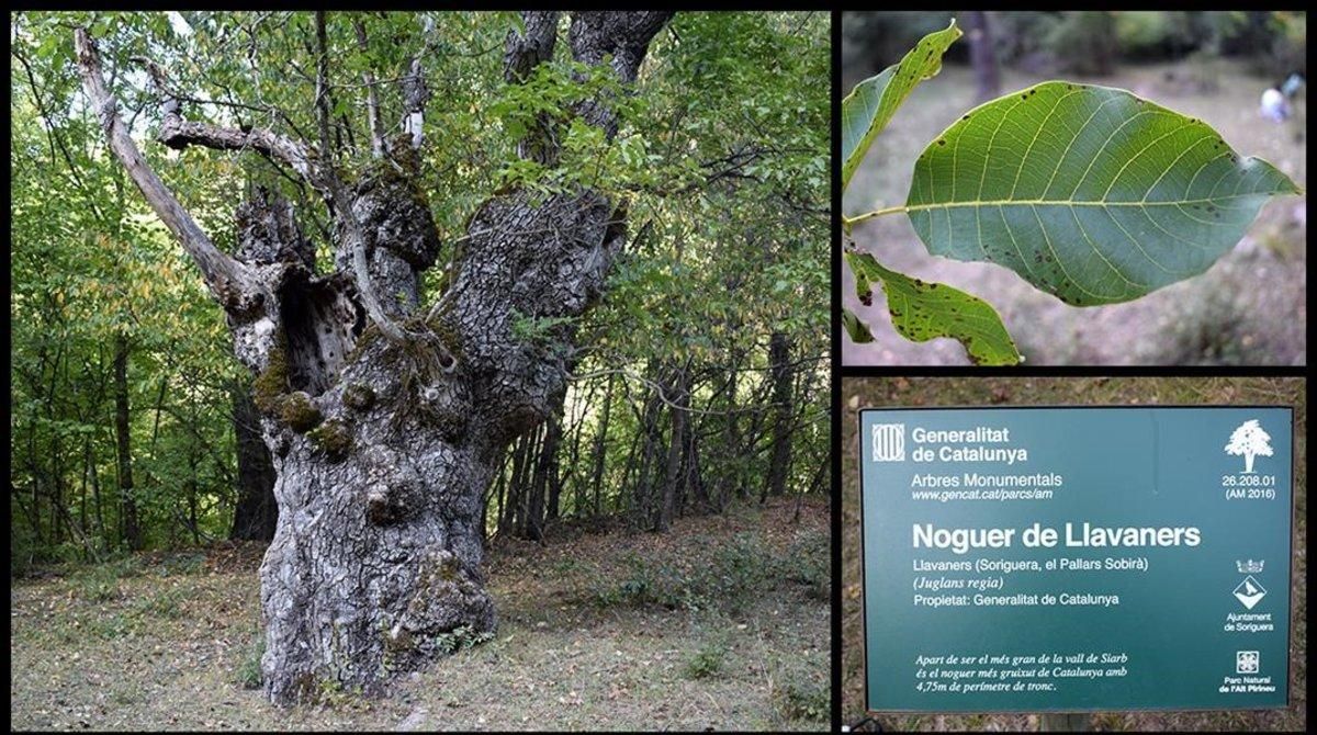 El nogal o ’noguer’ de Llavaners, en el Pallars Sobirà. El nogal o ’noguer’ de Llavaners, en el Pallars Sobirà.
