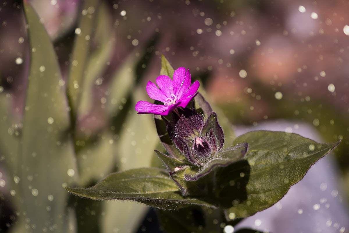 Les al·lèrgies al pol·len arribaran més tard aquesta primavera, però amb més força Les al·lèrgies al pol·len arribaran més tard aquesta primavera, però amb més força