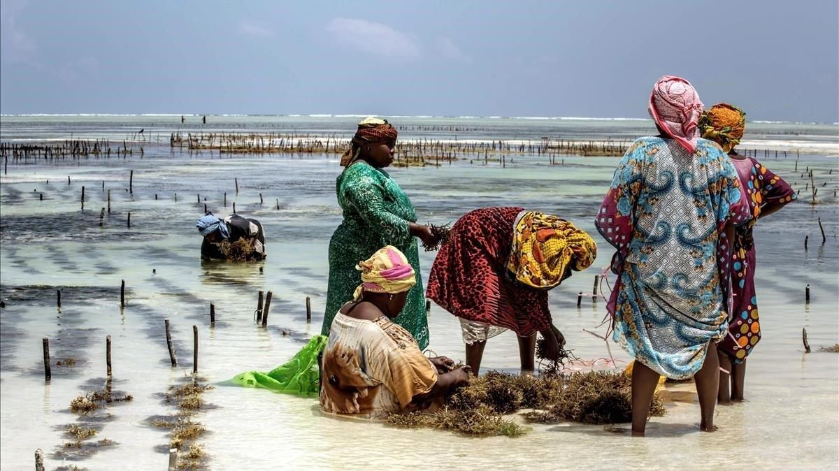 Un grupo de mujeres recoge algas en la orilla del océano Índico, en Zanzibar, uno de los ecosistemas más amenazados por la crisis climática Un grupo de mujeres recoge algas en la orilla del océano Índico, en Zanzibar, uno de los ecosistemas más amenazados por la crisis climática