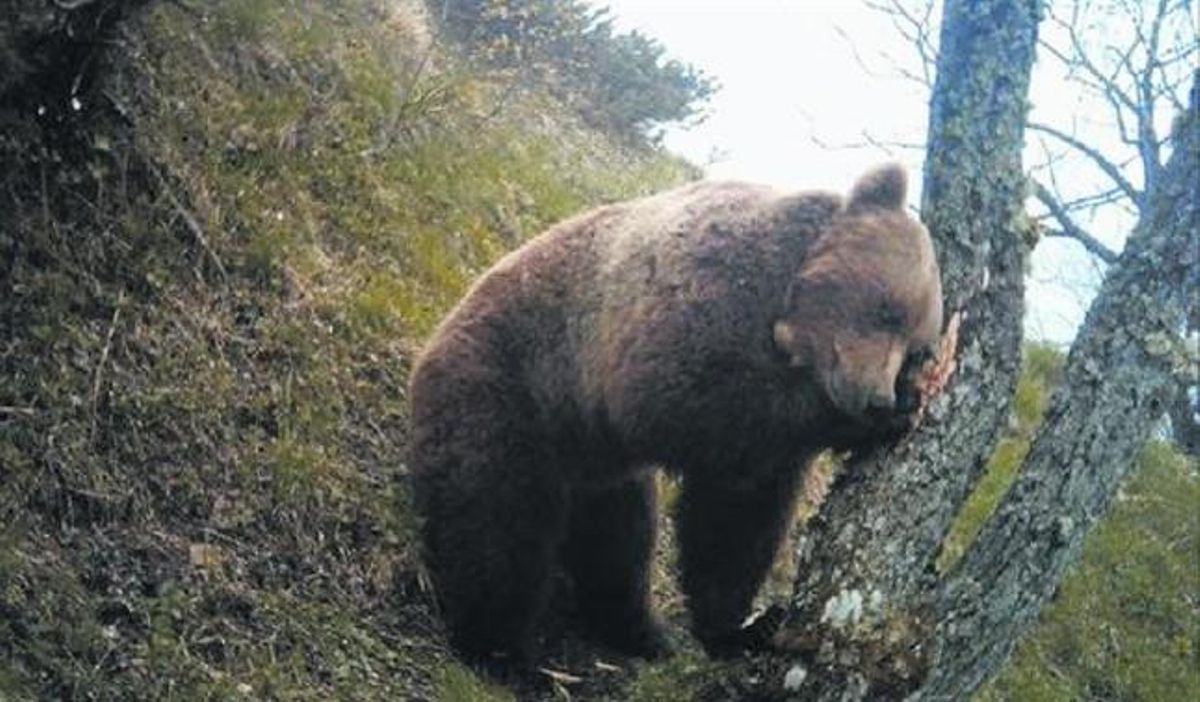 Balou, el último macho liberado en el Pirineo, fotografiado poco antes de su muerte en junio del año pasado. Nunca logró reproducirse. Balou, el último macho liberado en el Pirineo, fotografiado poco antes de su muerte en junio del año pasado. Nunca logró reproducirse.