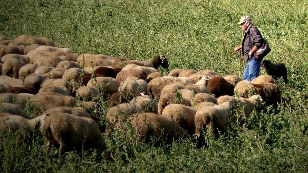 Un pastor con sus ovejas.
