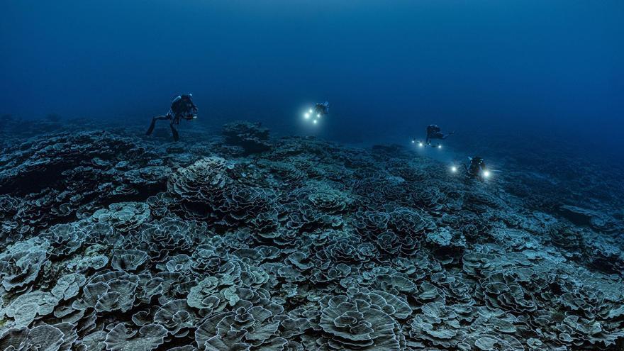 Il s’agit d’un récif de corail vierge géant trouvé à Tahiti