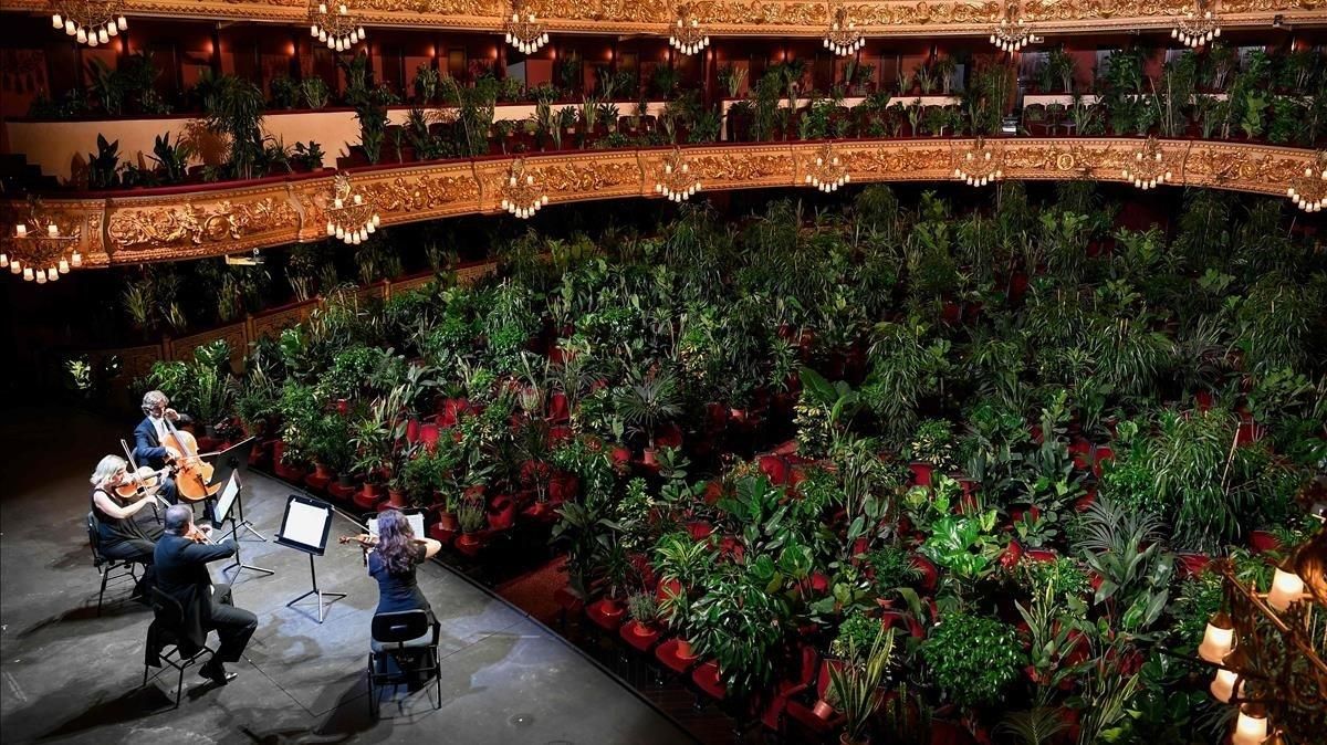 Las plantas ocupan el espacio de los espectadores en el Liceu, en el primer espectáculo en la sala tras la crisis del covid-19. Las plantas ocupan el espacio de los espectadores en el Liceu, en el primer espectáculo en la sala tras la crisis del covid-19.