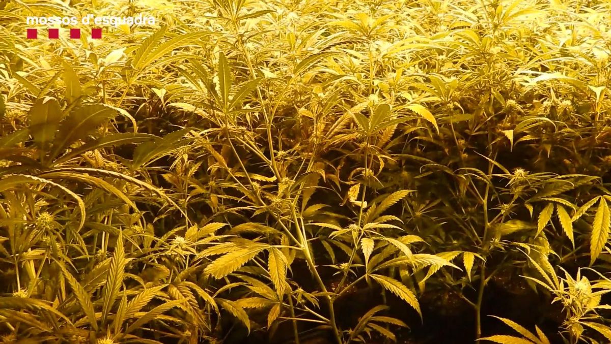 Seis detenidos y casi 3.000 plantas de marihuana incautadas en dos operativos en el Vallès Occidental Seis detenidos y casi 3.000 plantas de marihuana incautadas en dos operativos en el Vallès Occidental