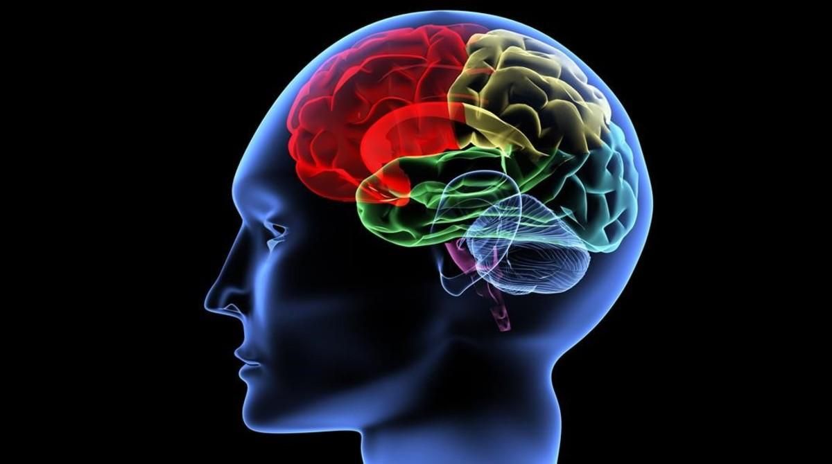 Visión interna de un cerebro humano. Visión interna de un cerebro humano.