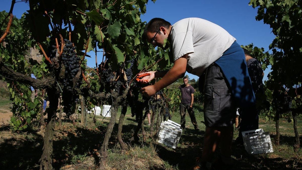 Vendimia en la masía de Can Calopa de Dalt, en Collserola, donde se cultiva el vino de Barcelona. Vendimia en la masía de Can Calopa de Dalt, en Collserola, donde se cultiva el vino de Barcelona.