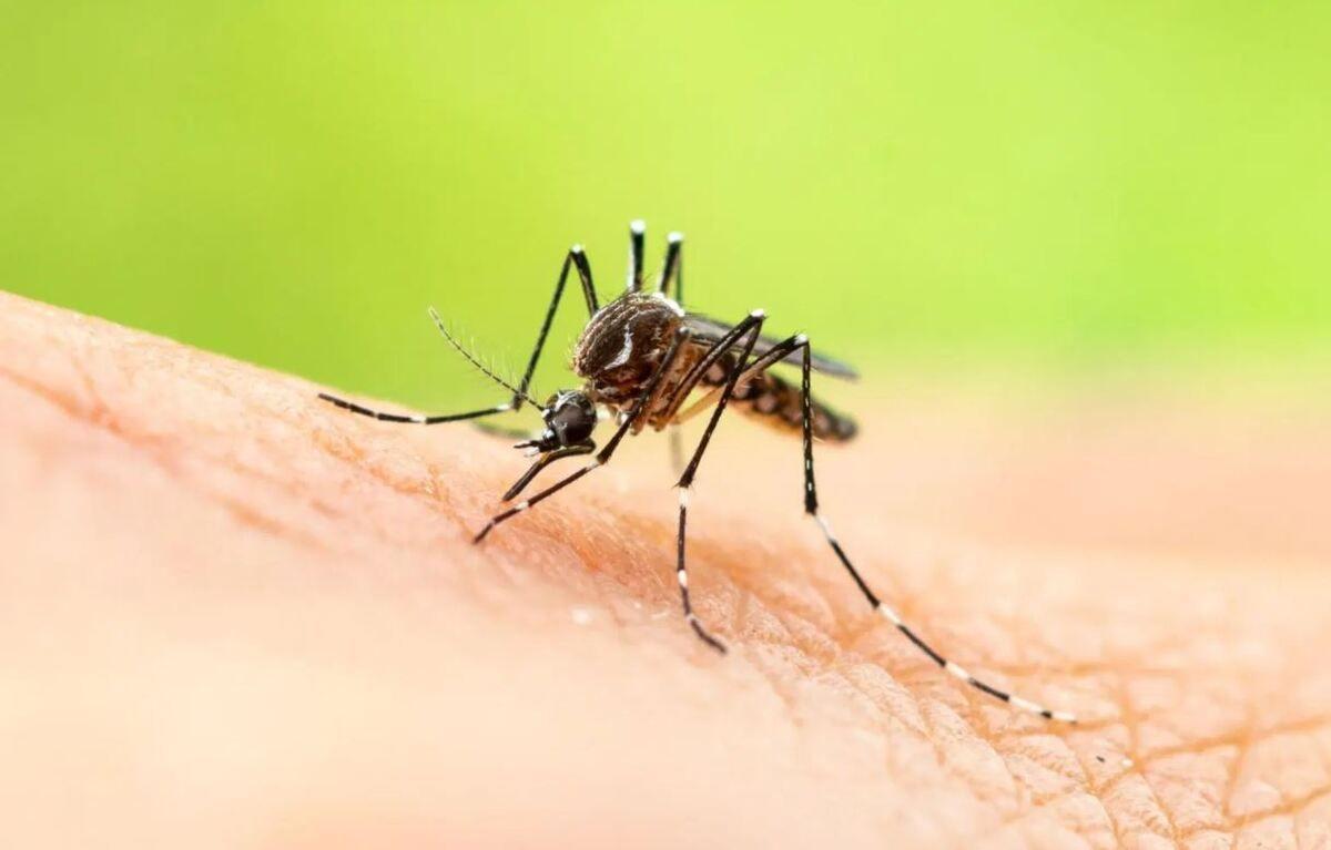 ¡Cuidado con los mosquitos! ¿Qué enfermedades pueden transmitirte?