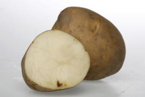 Una patata de la variedad Kennebec.