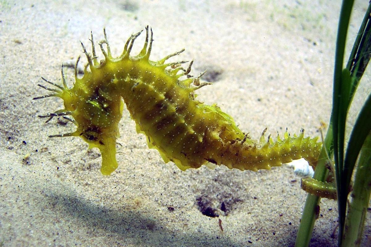 Caballito de mar de la especie Hippocampus guttulatus.