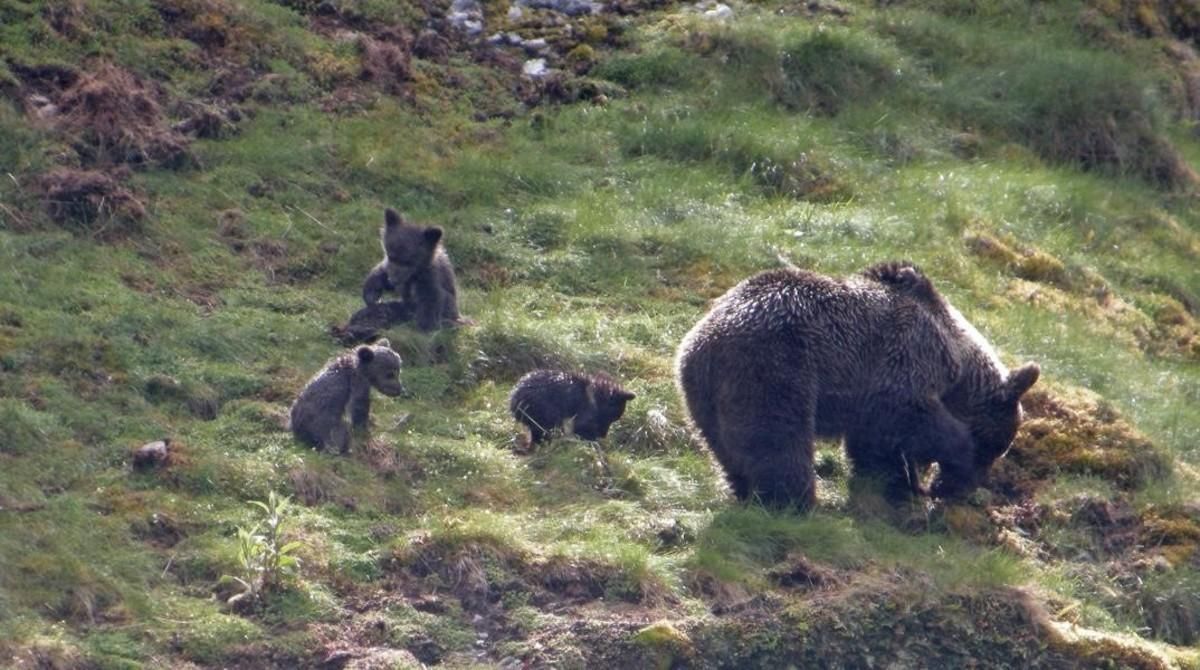 Una osa con tres crías en el parque natural del Alto Narcea, en Asturias. Una osa con tres crías en el parque natural del Alto Narcea, en Asturias.