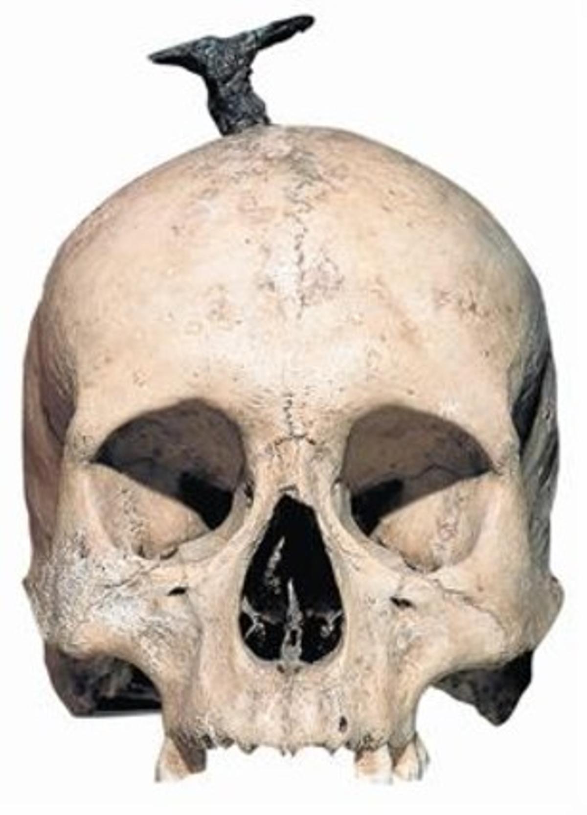 1El examen forense de los cráneos íberos hallados en Santa Coloma y Ullastret ha permitido confirmar que el clavo que atraviesa la testa era insertado después de que la cabeza hubiera sido seccionada del cuerpo.