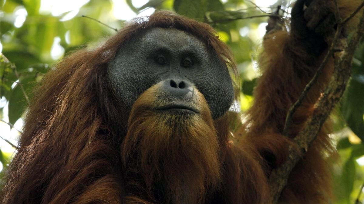 Un ejemplar macho de orangután de Tapanuli o Pongo tapanuliensis en las selvas de Batang Toru, en la isla indonesia de Sumatra. Un ejemplar macho de orangután de Tapanuli o Pongo tapanuliensis en las selvas de Batang Toru, en la isla indonesia de Sumatra.