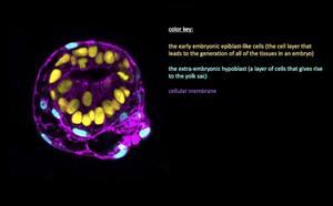 Imagen microscópica del modelo de embrión humano.